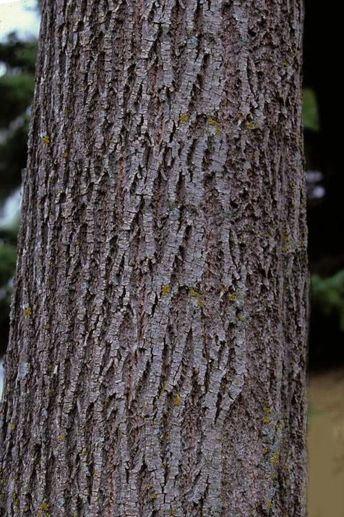 American Basswood Tree (Tilia americana) - 3 Gallon Pot American Basswood Tree (Tilia Americana) - 3 Gallon Pot -Garden Plant Shop tilia americana basswood tree 3
