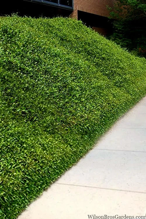 Asian Jasmine - Asiatic Jasmine - 6 Pack of Pint Pots Asian Jasmine - Asiatic Jasmine - 6 Pack Of Pint Pots -Garden Plant Shop trachelospermum asiaticum asian jasmine 10 2