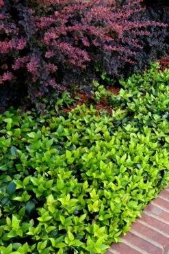 Asian Jasmine - Asiatic Jasmine - 6 Pack Of Pint Pots 6 Asian Jasmine - Asiatic Jasmine - 6 Pack Of Pint Pots -Garden Plant Shop trachelospermum asiaticum asian jasmine 2 2