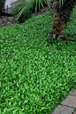 Asian Jasmine - Asiatic Jasmine - 6 Pack Of Pint Pots 7 Asian Jasmine - Asiatic Jasmine - 6 Pack Of Pint Pots -Garden Plant Shop trachelospermum asiaticum asian jasmine 3 2