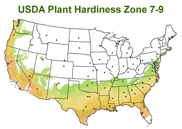 Chisato No Aki Camellia Japonica - 3 Gallon Pot Chisato No Aki Camellia Japonica - 3 Gallon Pot -Garden Plant Shop usda zone 7 9 map 600x425 1