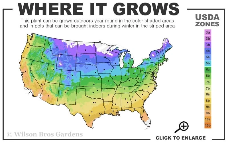 Arabella Clematis - 1 Gallon Pot Arabella Clematis - 1 Gallon Pot -Garden Plant Shop usda zone map 22