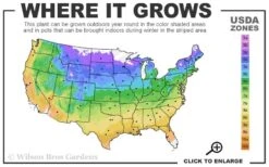 Sally Clematis - 1 Gallon Pot -Garden Plant Shop usda zone map 29