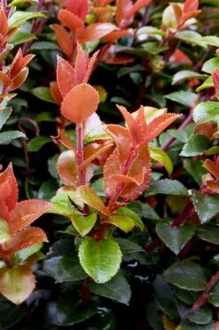 Evergreen Huckleberry (Vaccinium Ovatum) -3 Gallon Pot -Garden Plant Shop vaccinium ovatum evergreen huckleberry 10