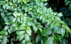 Evergreen Huckleberry (Vaccinium Ovatum) -3 Gallon Pot -Garden Plant Shop vaccinium ovatum evergreen huckleberry 12