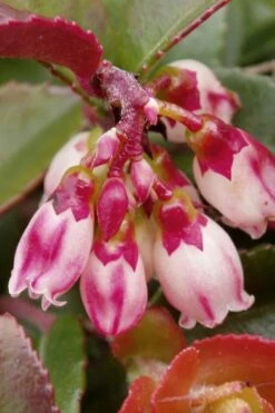 Evergreen Huckleberry (Vaccinium Ovatum) -3 Gallon Pot -Garden Plant Shop vaccinium ovatum evergreen huckleberry 4