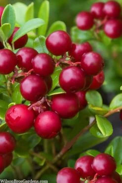 Red Candy Ligonberry (Vaccinum Vitis-idaea) - 1 Gallon -Garden Plant Shop vaccinum vitis idaea red candy ligonberry 2