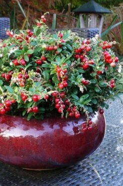 Red Candy Ligonberry (Vaccinum Vitis-idaea) - 1 Gallon