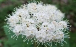 Maple Leaf Viburnum - 3 Gallon Pot 8 Maple Leaf Viburnum - 3 Gallon Pot -Garden Plant Shop viburnum acerifolium maple leaf 15