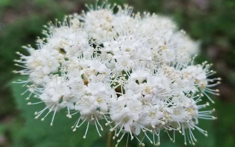 Maple Leaf Viburnum - 3 Gallon Pot Maple Leaf Viburnum - 3 Gallon Pot -Garden Plant Shop viburnum acerifolium maple leaf 15