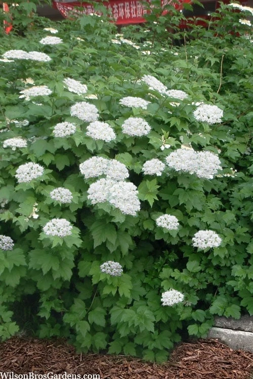 Maple Leaf Viburnum - 3 Gallon Pot Maple Leaf Viburnum - 3 Gallon Pot -Garden Plant Shop viburnum acerifolium maple leaf 16