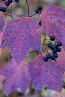 Maple Leaf Viburnum - 3 Gallon Pot 7 Maple Leaf Viburnum - 3 Gallon Pot -Garden Plant Shop viburnum acerifolium maple leaf 3