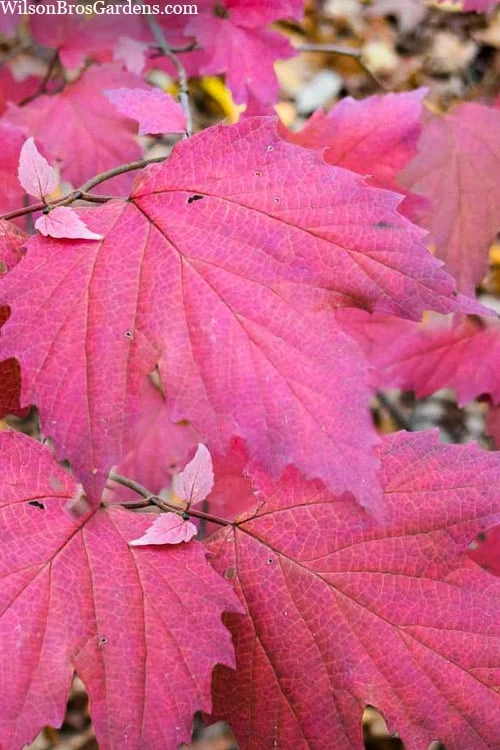 Maple Leaf Viburnum - 1 Gallon Pot Maple Leaf Viburnum - 1 Gallon Pot -Garden Plant Shop viburnum acerifolium maple leaf 8 3