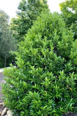 Mirror Leaf Sweet Viburnum - 7 Gallon Pot (3-4') 3 Mirror Leaf Sweet Viburnum - 7 Gallon Pot (3-4') -Garden Plant Shop viburnum awabuki chindo 3 1