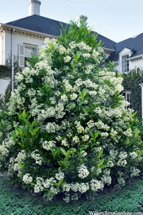 Mirror Leaf Sweet Viburnum - 7 Gallon Pot (3-4') Mirror Leaf Sweet Viburnum - 7 Gallon Pot (3-4') -Garden Plant Shop viburnum awabuki chindo 30 1