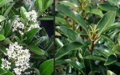 Mirror Leaf Sweet Viburnum - 7 Gallon Pot (3-4') 4 Mirror Leaf Sweet Viburnum - 7 Gallon Pot (3-4') -Garden Plant Shop viburnum awabuki chindo 4 1