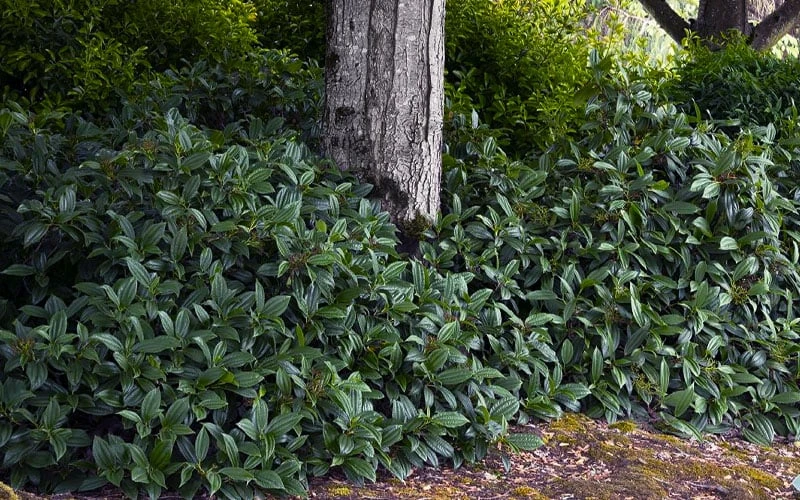 David Viburnum - 3 Gallon Pot David Viburnum - 3 Gallon Pot -Garden Plant Shop viburnum davidii 12