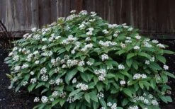 David Viburnum - 3 Gallon Pot 9 David Viburnum - 3 Gallon Pot -Garden Plant Shop viburnum davidii 14