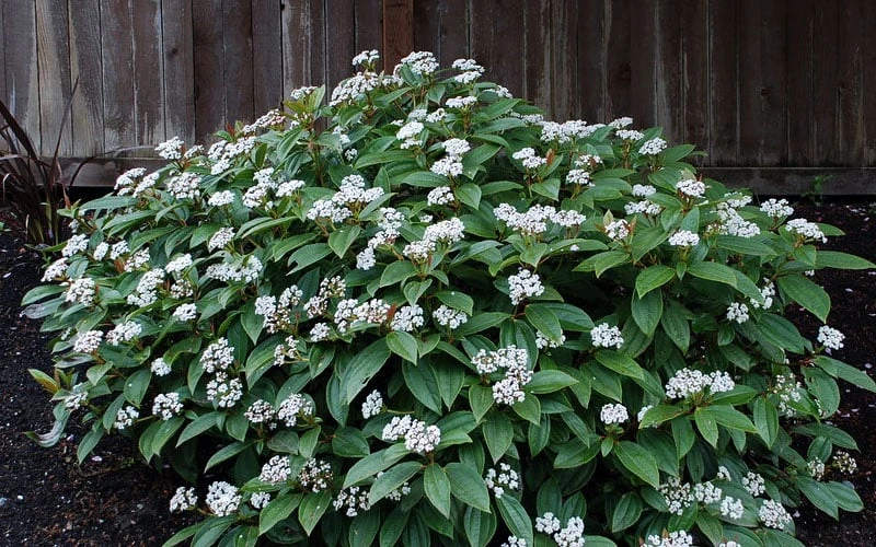 David Viburnum - 3 Gallon Pot David Viburnum - 3 Gallon Pot -Garden Plant Shop viburnum davidii 14