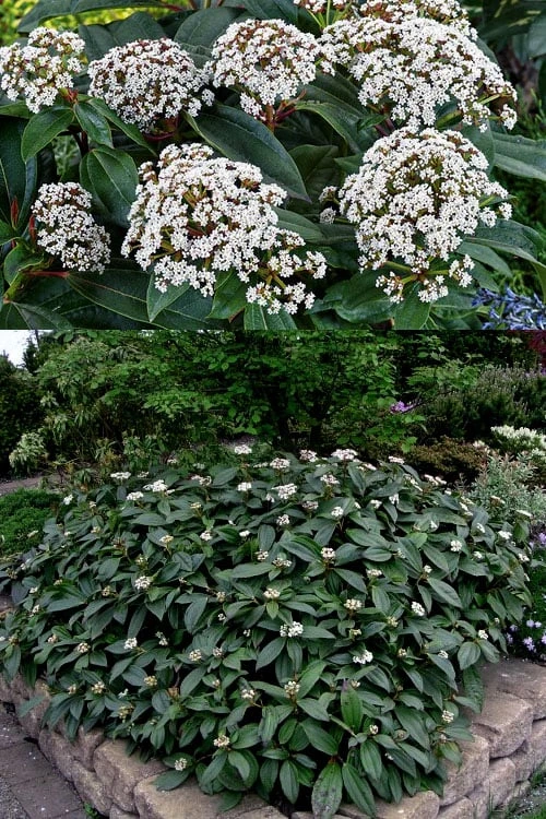 David Viburnum - 3 Gallon Pot David Viburnum - 3 Gallon Pot -Garden Plant Shop viburnum davidii 15