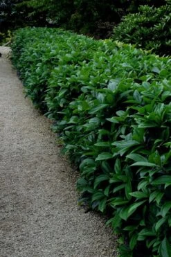 David Viburnum - 3 Gallon Pot 12 David Viburnum - 3 Gallon Pot -Garden Plant Shop viburnum davidii 17