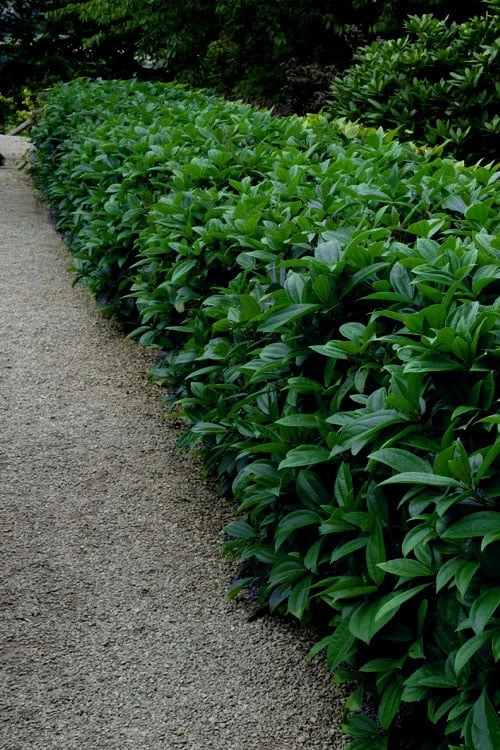 David Viburnum - 3 Gallon Pot David Viburnum - 3 Gallon Pot -Garden Plant Shop viburnum davidii 17