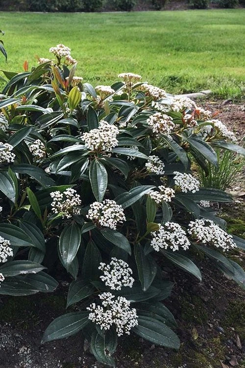 David Viburnum - 3 Gallon Pot David Viburnum - 3 Gallon Pot -Garden Plant Shop viburnum davidii 18