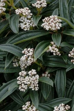 David Viburnum - 3 Gallon Pot 8 David Viburnum - 3 Gallon Pot -Garden Plant Shop viburnum davidii 3