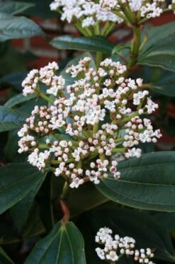 David Viburnum - 3 Gallon Pot 5 David Viburnum - 3 Gallon Pot -Garden Plant Shop viburnum davidii 5