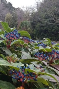 David Viburnum - 3 Gallon Pot 10 David Viburnum - 3 Gallon Pot -Garden Plant Shop viburnum davidii 6