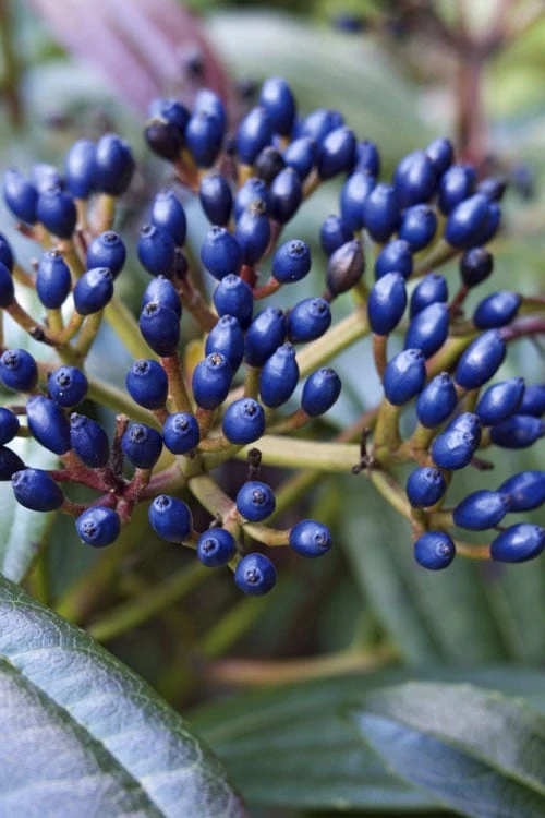 David Viburnum - 3 Gallon Pot David Viburnum - 3 Gallon Pot -Garden Plant Shop viburnum davidii 7