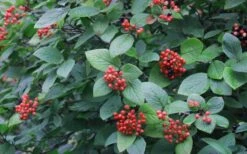 Mohican Arrowwood Viburnum - 6 Gallon Pot (4-5') -Garden Plant Shop viburnum lantana mohican 3