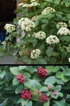 Mohican Arrowwood Viburnum - 6 Gallon Pot (4-5') -Garden Plant Shop viburnum lantana mohican 4