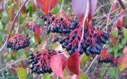 Nannyberry Viburnum - 3 Gallon Pot 3 Nannyberry Viburnum - 3 Gallon Pot -Garden Plant Shop viburnum lentago nannyberry 2