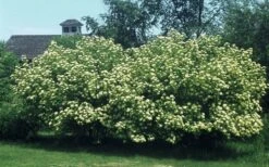 Nannyberry Viburnum - 3 Gallon Pot 4 Nannyberry Viburnum - 3 Gallon Pot -Garden Plant Shop viburnum lentago nannyberry 4