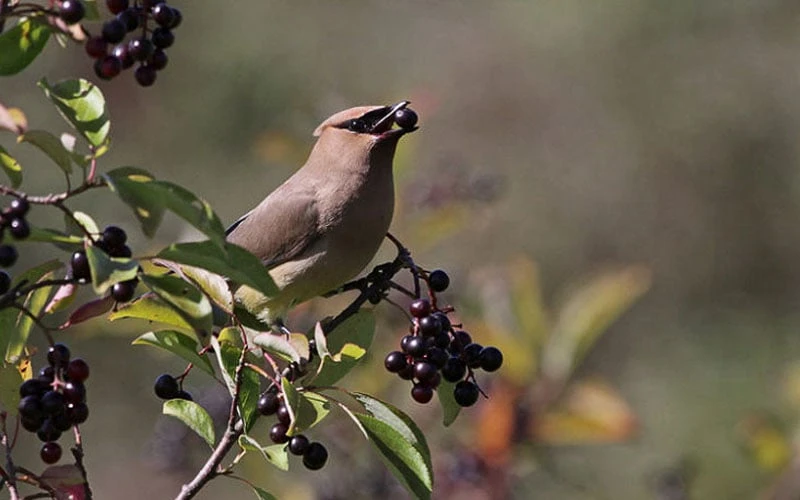 Nannyberry Viburnum - 3 Gallon Pot Nannyberry Viburnum - 3 Gallon Pot -Garden Plant Shop viburnum lentago nannyberry 5