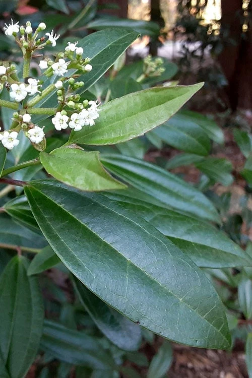Moonlit Lace Viburnum - 1 Gallon Pot Moonlit Lace Viburnum - 1 Gallon Pot -Garden Plant Shop viburnum moonlit lace 5 3