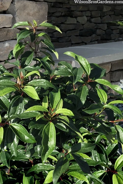 Moonlit Lace Viburnum - 1 Gallon Pot Moonlit Lace Viburnum - 1 Gallon Pot -Garden Plant Shop viburnum moonlit lace 8 3