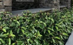 Moonlit Lace Viburnum - 7 Gallon Pot -Garden Plant Shop viburnum moonlit lace 9 2