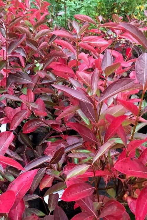 Winterthur Viburnum - 3 Gallon Pot Winterthur Viburnum - 3 Gallon Pot -Garden Plant Shop viburnum nudum winterthur 100 1