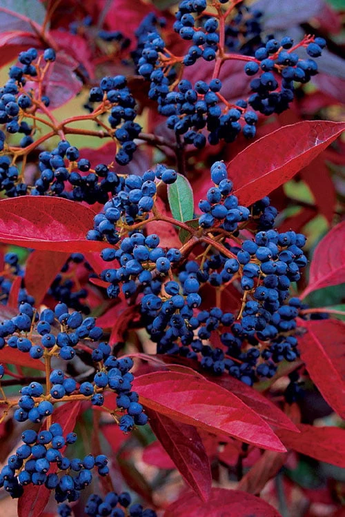 Winterthur Viburnum - 3 Gallon Pot Winterthur Viburnum - 3 Gallon Pot -Garden Plant Shop viburnum nudum winterthur 101 1