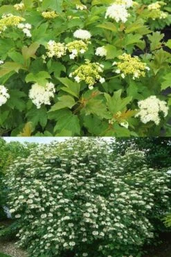 Dwarf European Cranberry Bush - 1 Gallon Pot -Garden Plant Shop viburnum opulus compactum dwarf european cranberry bush 10