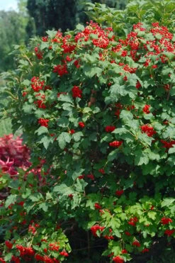 Dwarf European Cranberry Bush - 5 Gallon Pot -Garden Plant Shop viburnum opulus compactum dwarf european cranberry bush 3 1