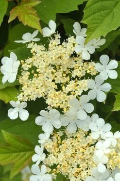 Dwarf European Cranberry Bush - 5 Gallon Pot -Garden Plant Shop viburnum opulus compactum dwarf european cranberry bush 4 1