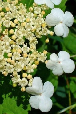 Dwarf European Cranberry Bush - 5 Gallon Pot -Garden Plant Shop viburnum opulus compactum dwarf european cranberry bush 7 1