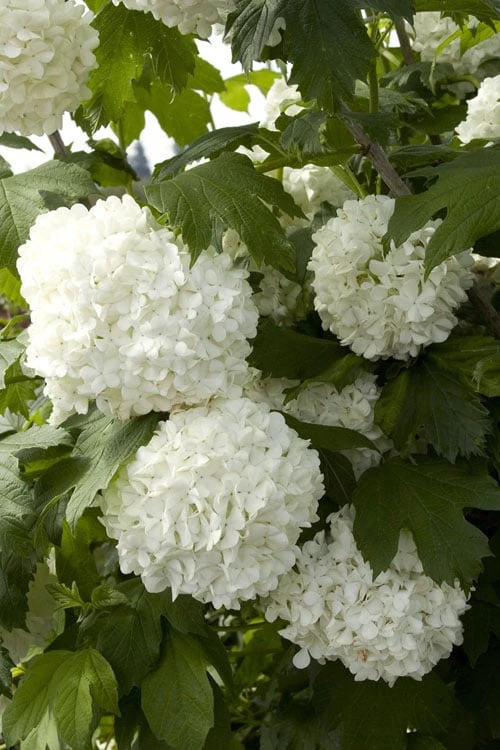 Eastern Snowball Viburnum Bush - 3 Gallon Pot Eastern Snowball Viburnum Bush - 3 Gallon Pot -Garden Plant Shop viburnum opulus sterile eastern snowball 2