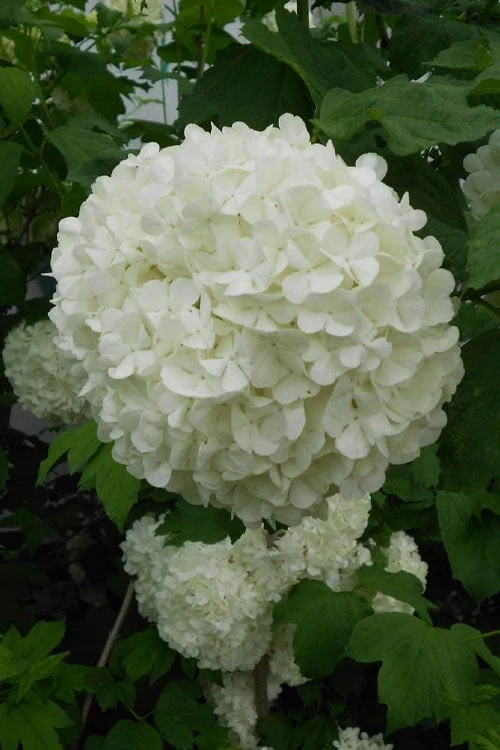 Eastern Snowball Viburnum Bush - 3 Gallon Pot Eastern Snowball Viburnum Bush - 3 Gallon Pot -Garden Plant Shop viburnum opulus sterile eastern snowball 3