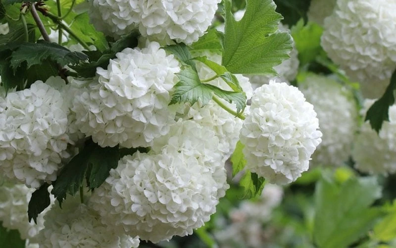Eastern Snowball Viburnum Bush - 3 Gallon Pot Eastern Snowball Viburnum Bush - 3 Gallon Pot -Garden Plant Shop viburnum opulus sterile eastern snowball 4