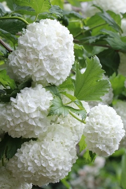 Eastern Snowball Viburnum Bush - 3 Gallon Pot Eastern Snowball Viburnum Bush - 3 Gallon Pot -Garden Plant Shop viburnum opulus sterile eastern snowball 5