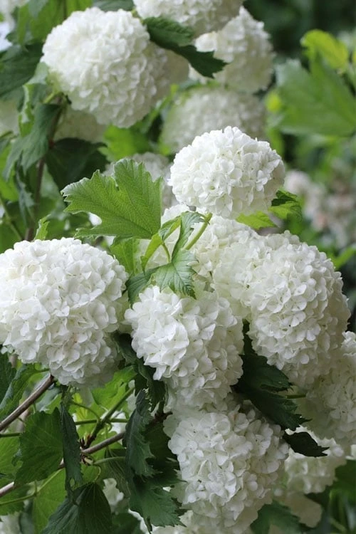 Eastern Snowball Viburnum Bush - 3 Gallon Pot Eastern Snowball Viburnum Bush - 3 Gallon Pot -Garden Plant Shop viburnum opulus sterile eastern snowball 6